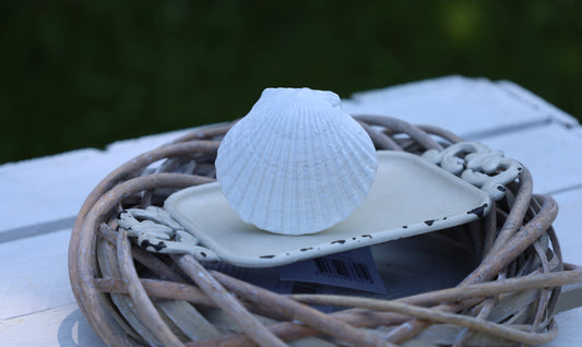 Möbelknopf Muschel Weiß - Maritimer Schubladengriff Landhausstil