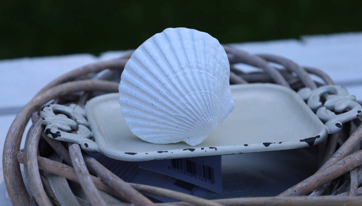 Möbelknopf Muschel Weiß - Maritimer Schubladengriff Landhausstil