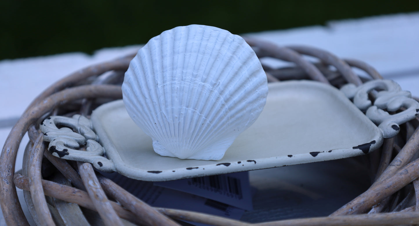 Möbelknopf Muschel Weiß - Maritimer Schubladengriff Landhausstil