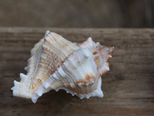 Möbelknauf Echte Muschel Maritim - Schubladengriff Landhaus Shabby Chic