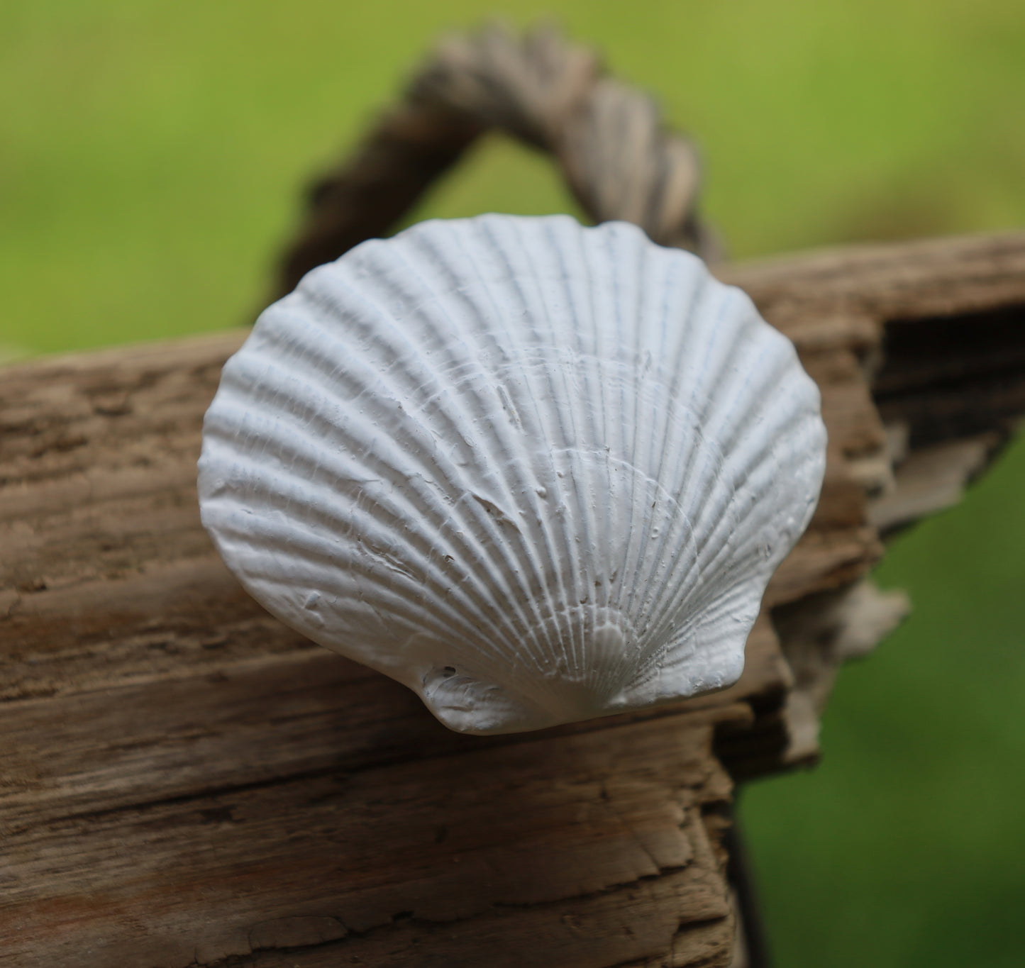 Möbelknopf Muschel Weiß - Maritimer Schubladengriff Landhausstil