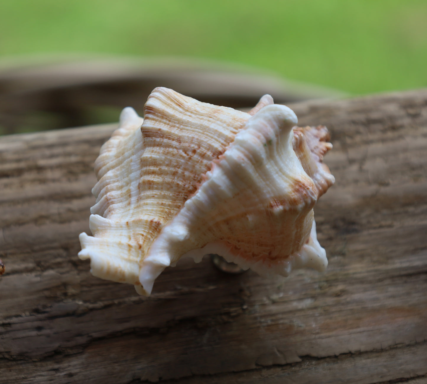 Möbelknauf Echte Muschel Maritim - Schubladengriff Landhaus Shabby Chic