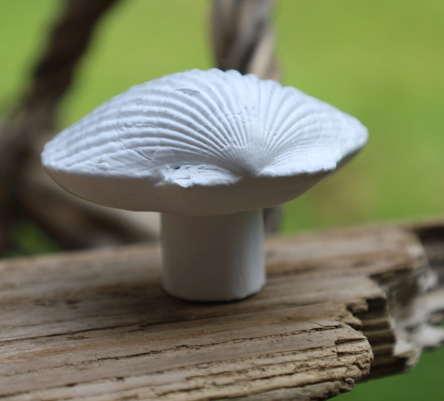 Möbelknopf Muschel Weiß - Maritimer Schubladengriff Landhausstil