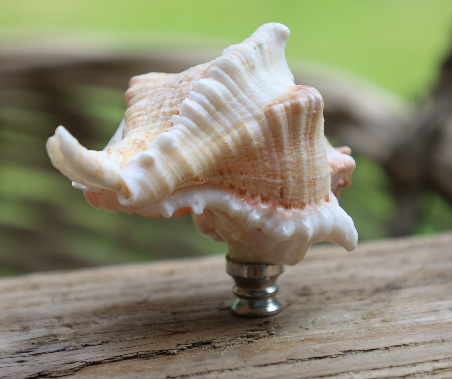 Möbelknauf Echte Muschel Maritim - Schubladengriff Landhaus Shabby Chic