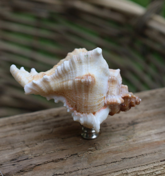 Möbelknauf Echte Muschel Maritim - Schubladengriff Landhaus Shabby Chic