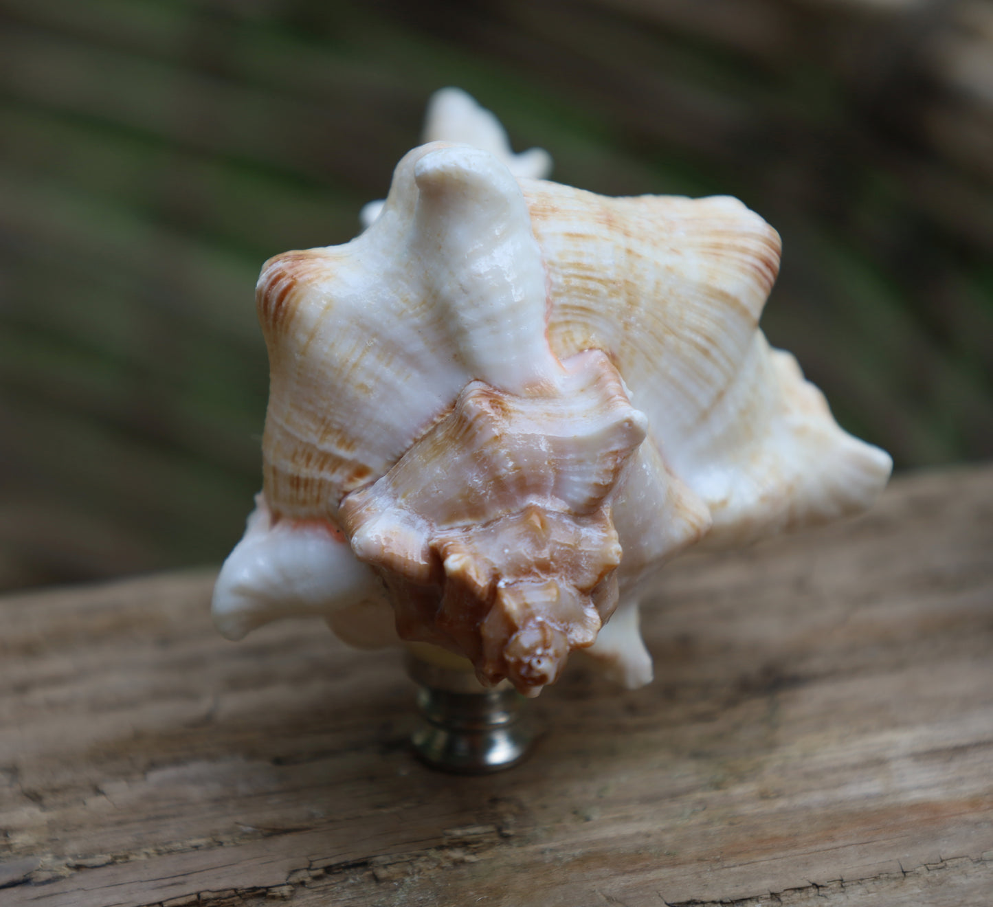 Möbelknauf Echte Muschel Maritim - Schubladengriff Landhaus Shabby Chic