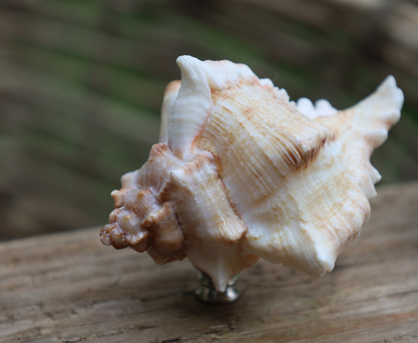 Möbelknauf Echte Muschel Maritim - Schubladengriff Landhaus Shabby Chic