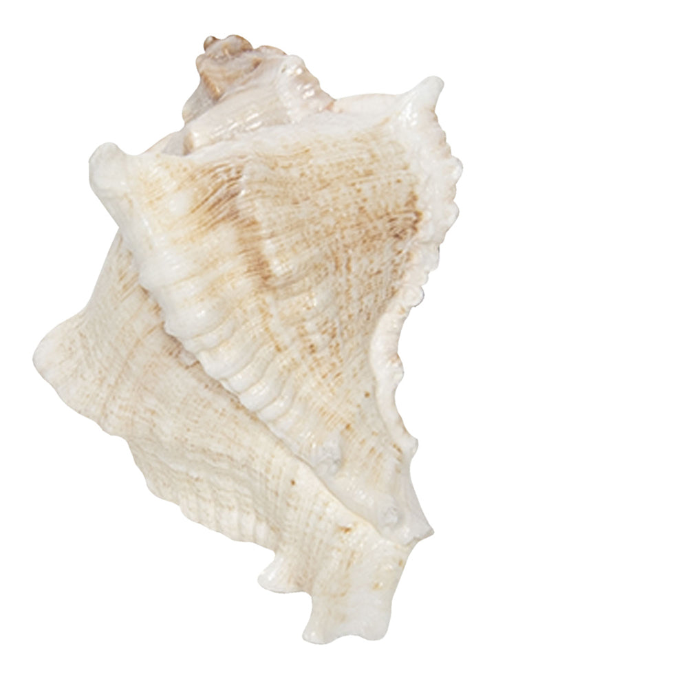 Möbelknauf Echte Muschel Maritim - Schubladengriff Landhaus Shabby Chic