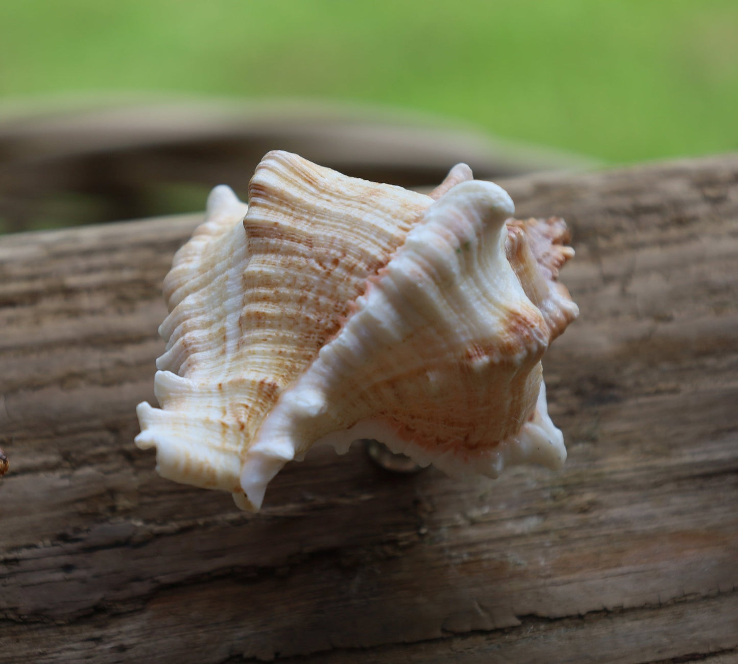 Möbelknauf Echte Muschel Maritim - Schubladengriff Landhaus Shabby Chic {{ Shabby Chic und Landhaus Deko }} {{ www.Stein-Alt.de }}