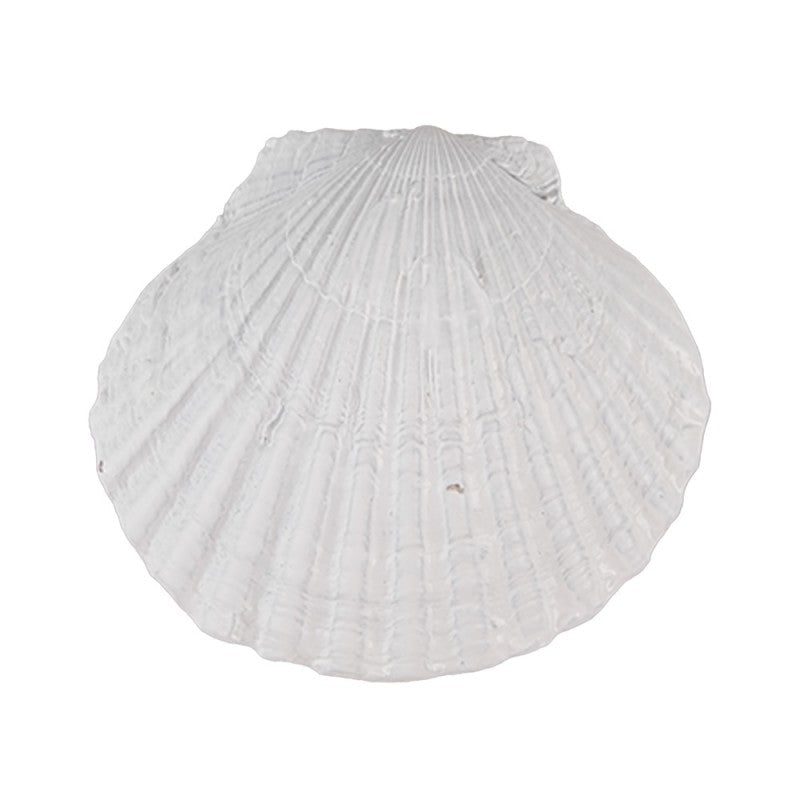 Möbelknopf Muschel Weiß - Maritimer Schubladengriff Landhausstil {{ Shabby Chic und Landhaus Deko }} {{ www.Stein-Alt.de }}
