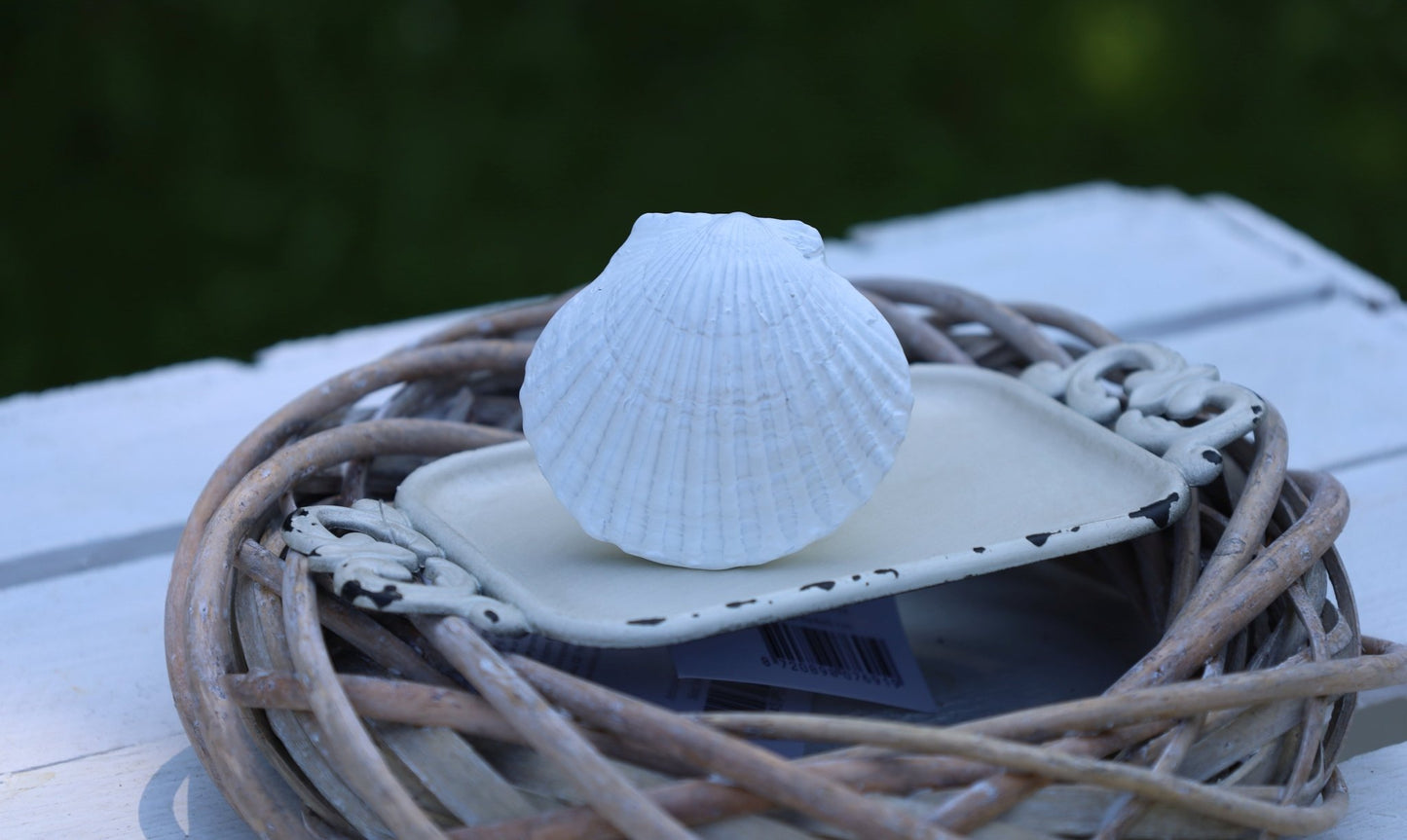 Möbelknopf Muschel Weiß - Maritimer Schubladengriff Landhausstil {{ Shabby Chic und Landhaus Deko }} {{ www.Stein-Alt.de }}